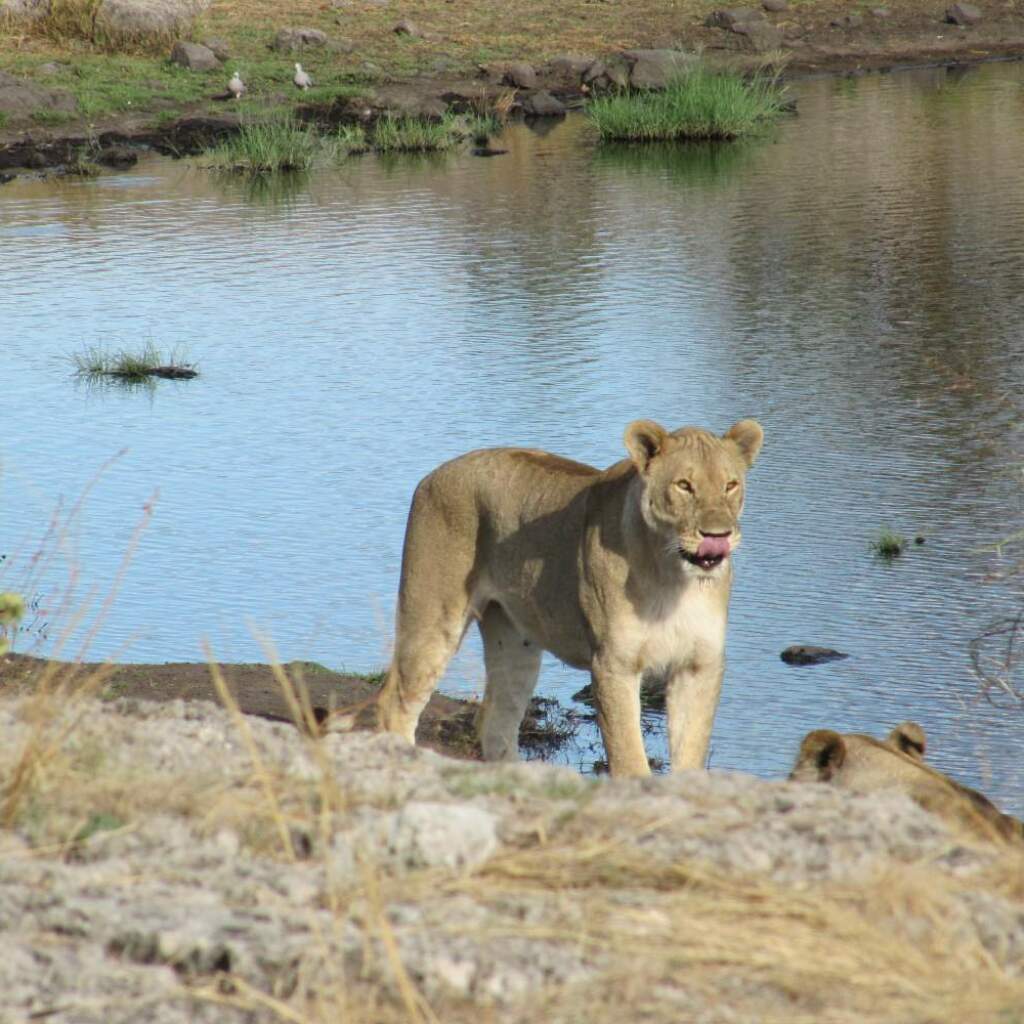 Moremi Game Reserve
